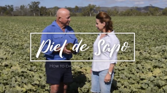How to pick a ripe Piel de Sapo melon 