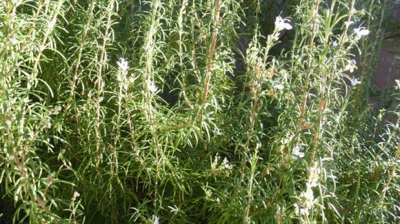 Romero (Rosmarinus Officinalis)