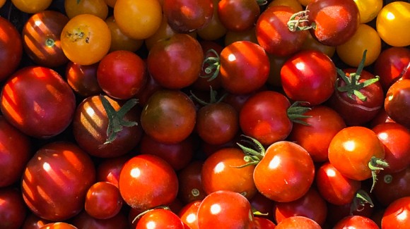 ¡Hora de conservar!  Disfruta de tomates con sabor todo el año
