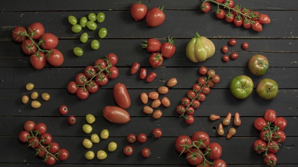 Soorten tomaten: van Roma tomaten tot Coeur de Boeuf