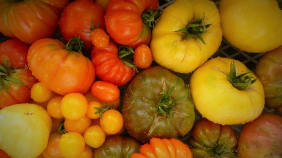 Cultivo de Tomates ecológicos. Mi gran pasión