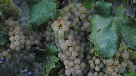 Le proprietà benefiche dell'uva