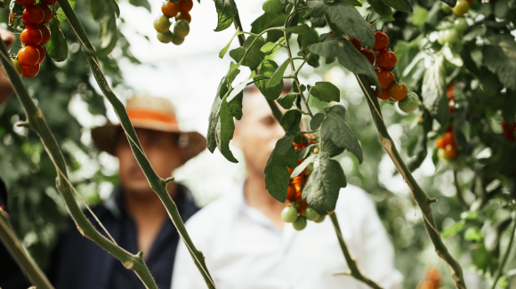 Almeria, the winter garden for organic vegetable production