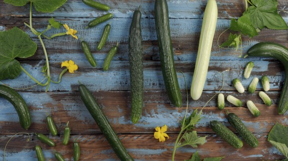 Nem todos os pepinos são longos e verdes. Conheça as diferentes variedades.