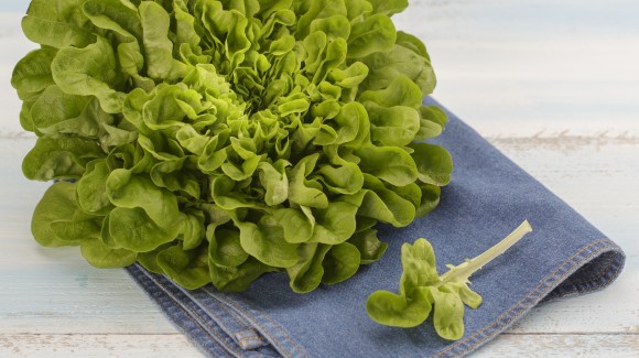 Butterhead lettuce